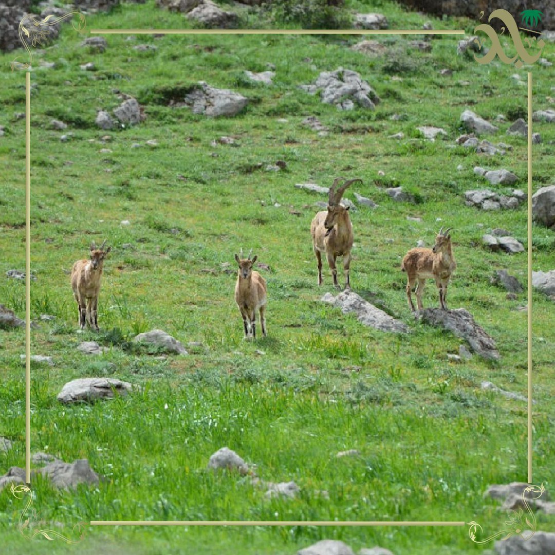 محميات الحياة البرية والطبيعة في تركيا